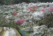 梅の里