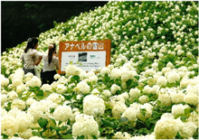 雪山のあじさい