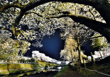 夜桜