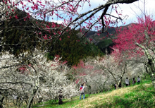 花の季節到来