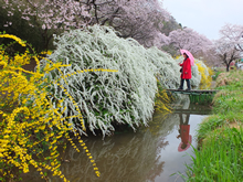 満開の花に惹かれて